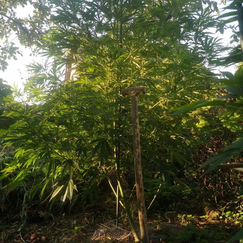 Blue Dream growlog timeline photo