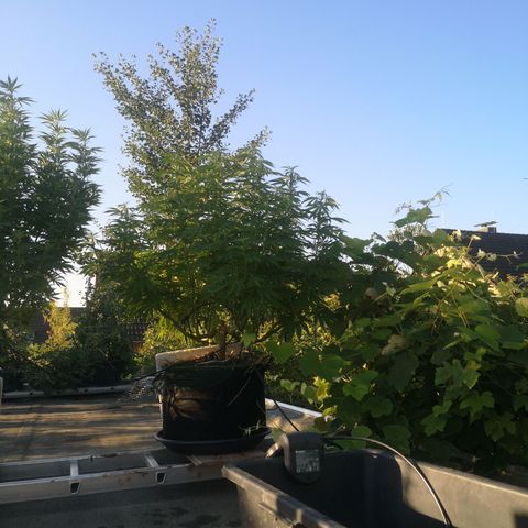Mars Mellow growlog timeline photo