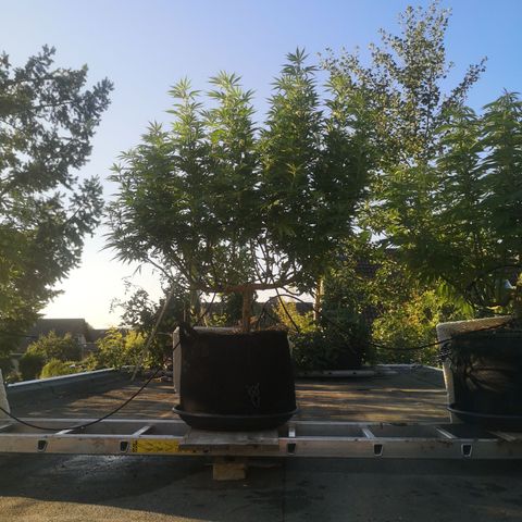 Cbd Chronicle (2) growlog timeline photo