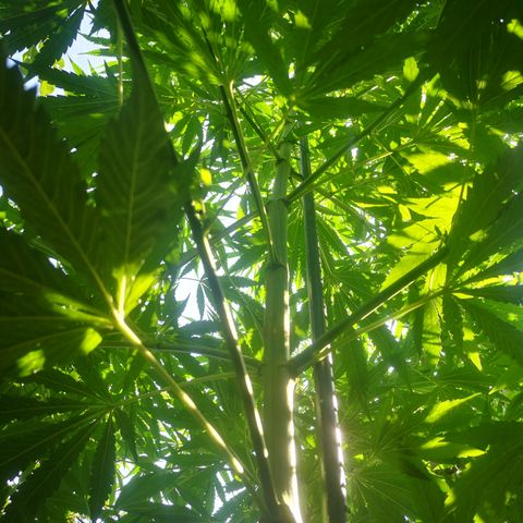 Blue Dream growlog photo: Mal aus der Froschperspektive