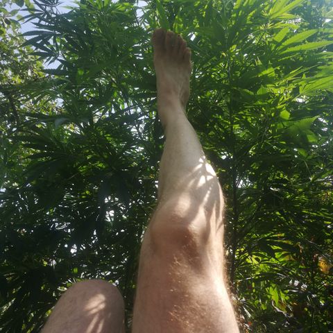 Blue Dream growlog timeline photo