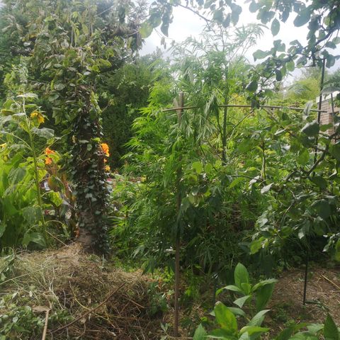 Blue Dream growlog timeline photo