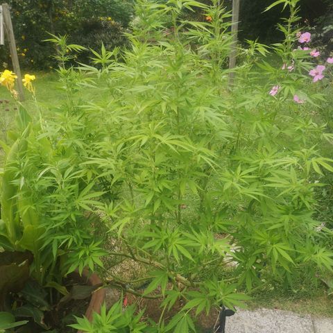 Girl Scout Cookies growlog timeline photo