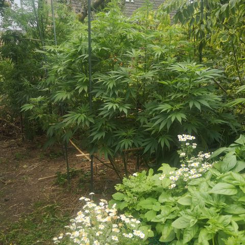Cbd Chronicle growlog timeline photo