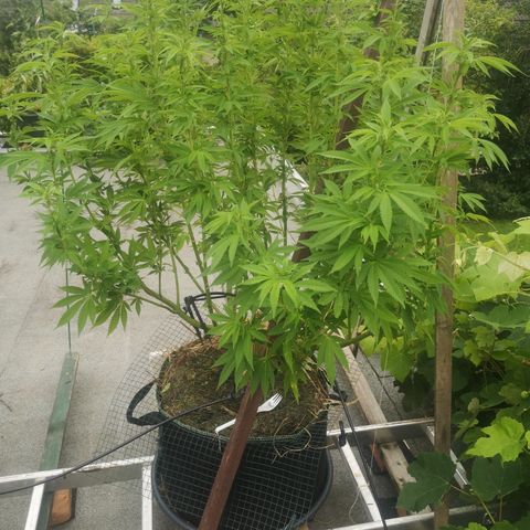 Mars Mellow growlog timeline photo