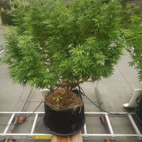 Cbd Chronicle (2) growlog timeline photo