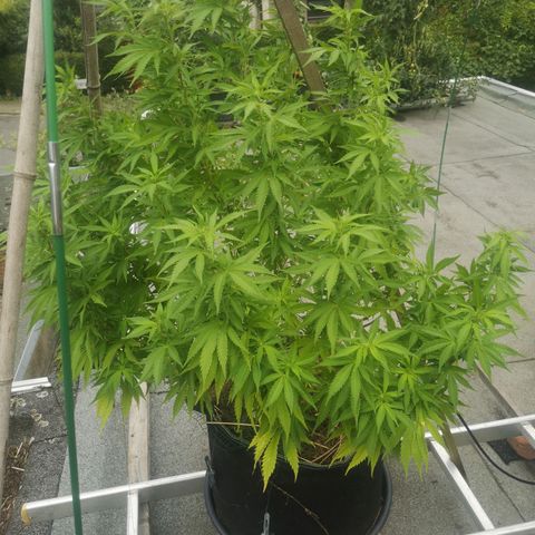 Spezial Queen growlog timeline photo