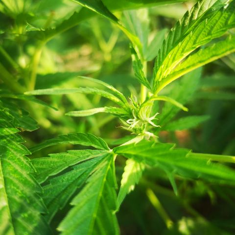 Blue Dream growlog timeline photo