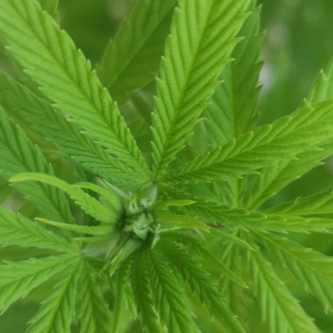 Girl Scout Cookies growlog timeline photo