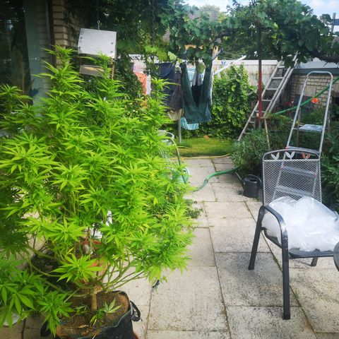 Girl Scout Cookies growlog timeline photo