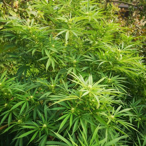 Blue Dream growlog timeline photo