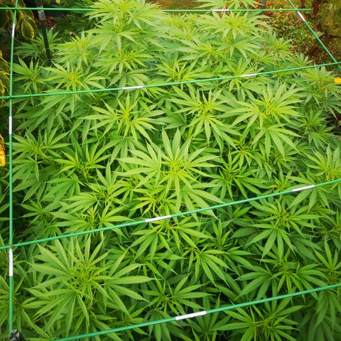 Cbd Chronicle growlog timeline photo