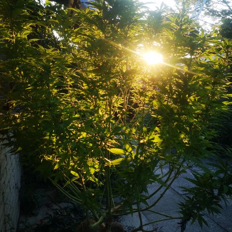 Girl Scout Cookies growlog photo: On the sunnysight of the plant. Boh, die nächsten Tage sind goldwert.