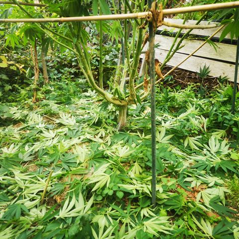 Cbd Chronicle growlog photo: Ich hoffe der gewünschte Effekt eine üppige Colabildung mit der Entlaubung von Fächerblätter, das Eindringen der Sonne verhindert, tritt ein.