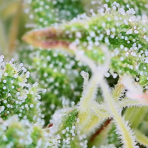 Girl Scout Cookies growlog timeline photo