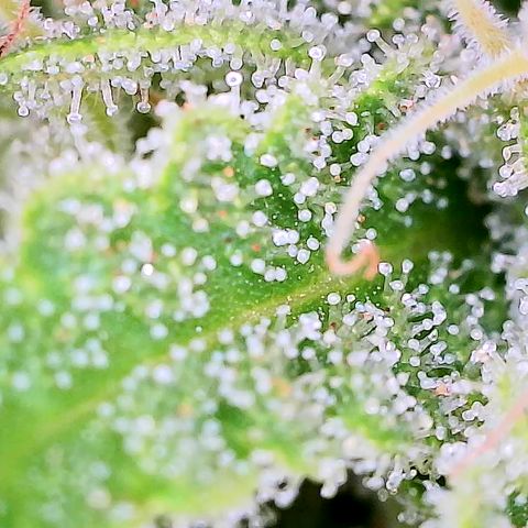 Spezial Queen growlog timeline photo
