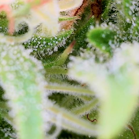 Mars Mellow growlog timeline photo