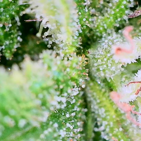 Blue Dream growlog timeline photo