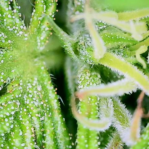 Cbd Chronicle growlog timeline photo