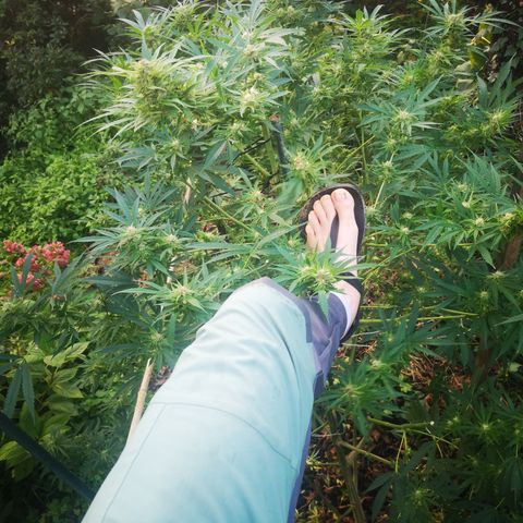 Blue Dream growlog timeline photo