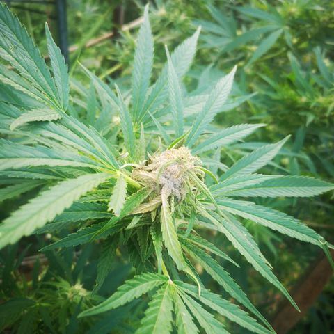 Blue Dream growlog timeline photo