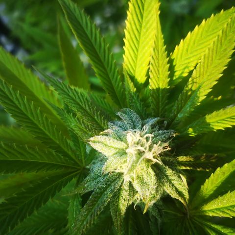 Girl Scout Cookies growlog timeline photo