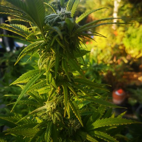 Girl Scout Cookies growlog timeline photo