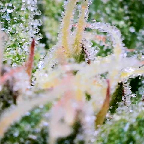 Girl Scout Cookies growlog timeline photo