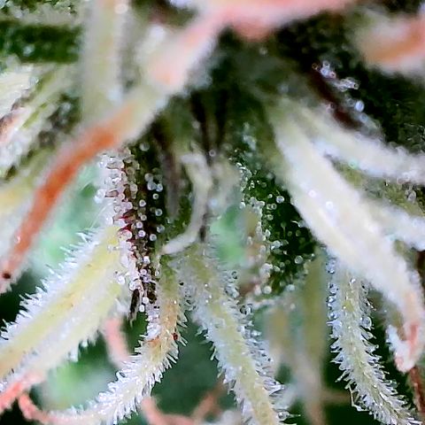 Girl Scout Cookies growlog timeline photo