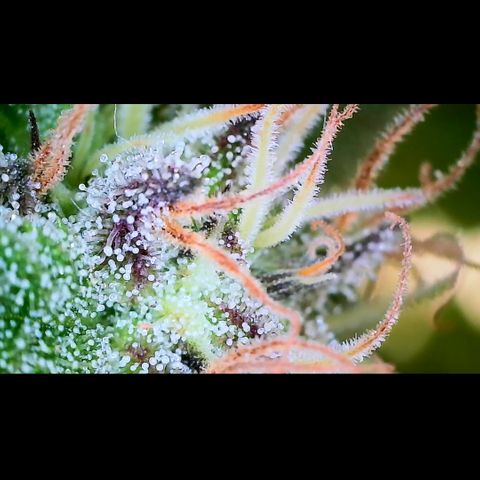 Mars Mellow growlog timeline photo