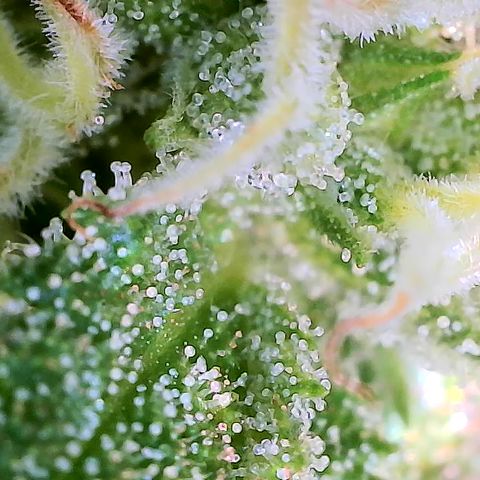 Cbd Chronicle (2) growlog timeline photo