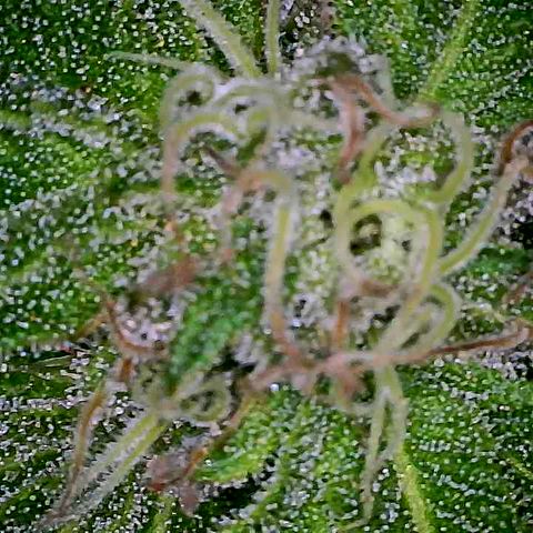 Girl Scout Cookies growlog timeline photo