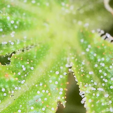 Cbd Chronicle growlog timeline photo