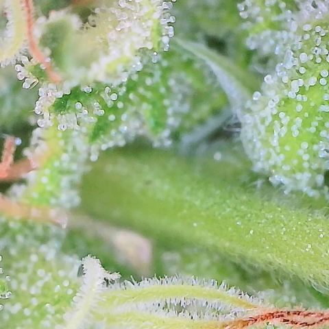 Cbd Chronicle growlog timeline photo