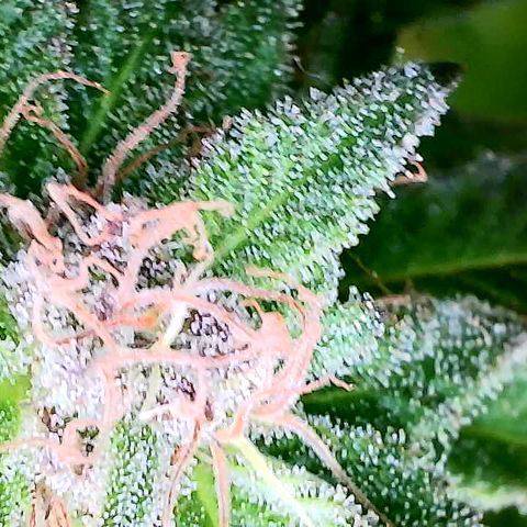 Blue Dream growlog timeline photo