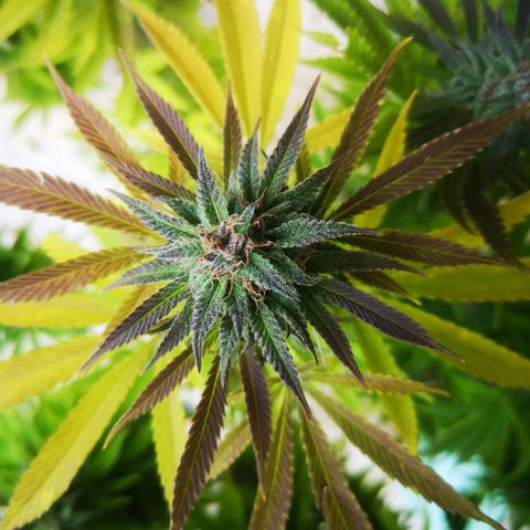 Mars Mellow growlog timeline photo