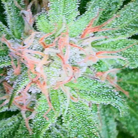 Cbd Chronicle (2) growlog timeline photo