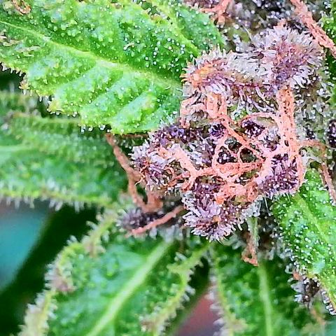 Blue Dream growlog timeline photo