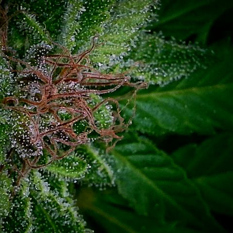 Spezial Queen growlog timeline photo