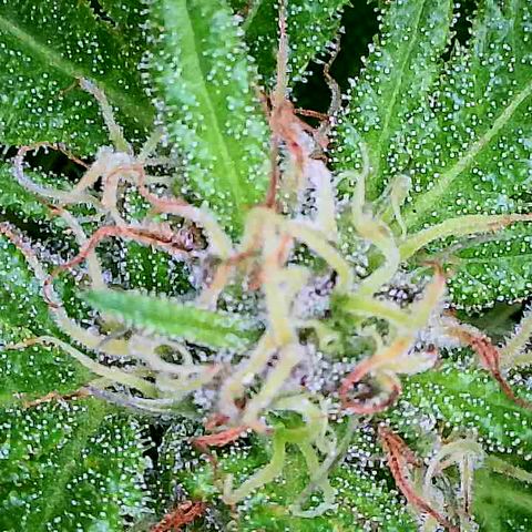 Cbd Chronicle growlog timeline photo
