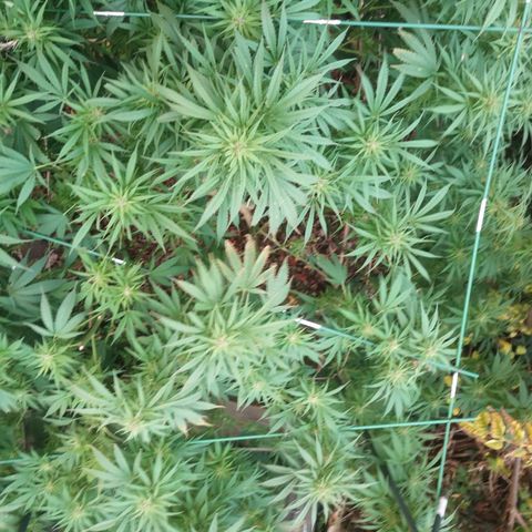 Cbd Chronicle growlog timeline photo