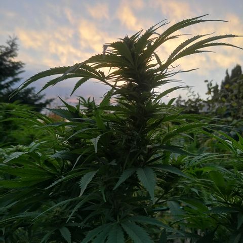 Cbd Chronicle growlog timeline photo