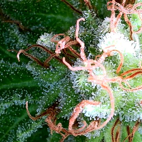 Spezial Queen growlog timeline photo