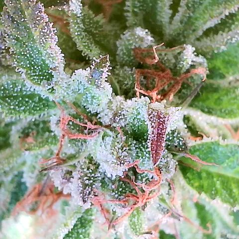Girl Scout Cookies growlog timeline photo