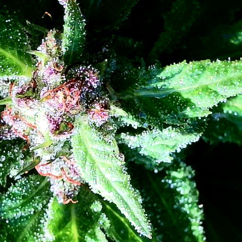Cbd Chronicle (2) growlog timeline photo