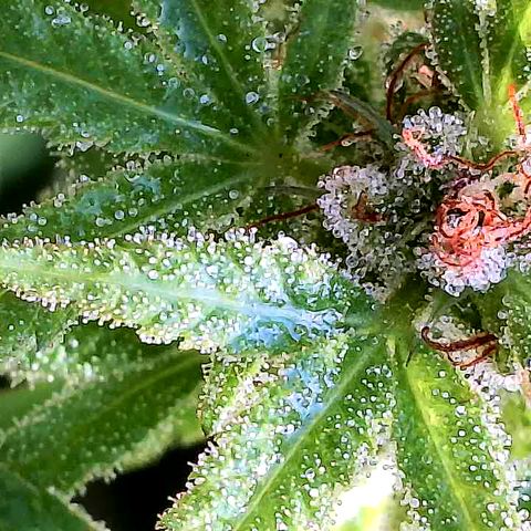 Cbd Chronicle growlog timeline photo