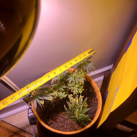 Christmas spirit growlog timeline photo