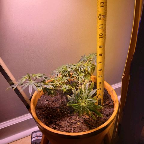 Christmas spirit growlog timeline photo