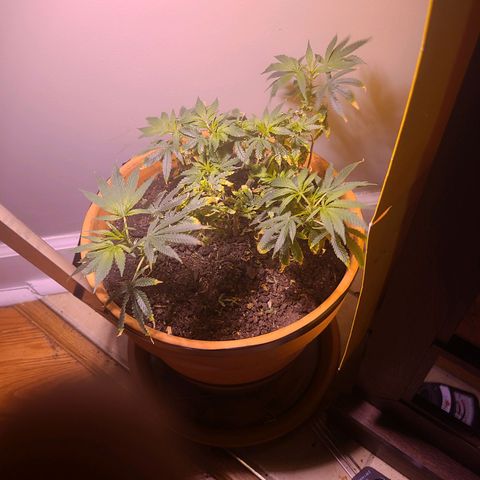 Christmas spirit growlog photo: Great plant growth, no neg effects from split.