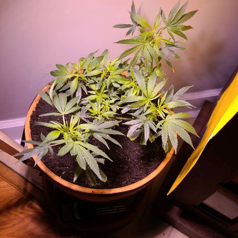Christmas spirit growlog timeline photo